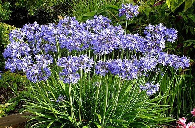 Hoogkarspel Agapanthus Bed And Breakfast المظهر الخارجي الصورة